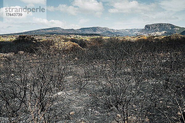 Verbrannte Bäume nach Waldbrand