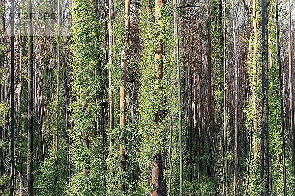 Grüner Sommerwald  der nach einem Waldbrand nachwächst