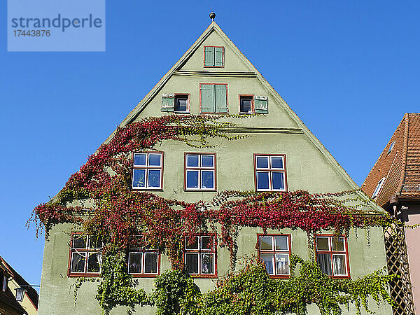 Deutschland  Bayern  Dinkelsbühl  Efeu überwucherndes grünes  pastellfarbenes Haus
