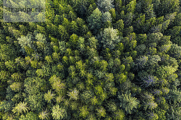 Luftaufnahme des grünen Fichtenwaldes