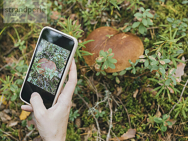 Woman taking photograph of mushroom through smart phone