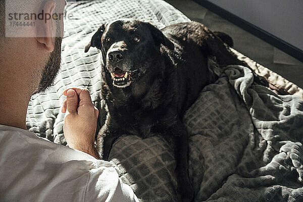 Hund blickt Mann gestikulierend an  während er zu Hause im Bett sitzt