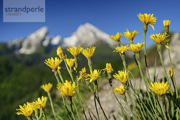 Wachstum gelber Blüten an sonnigen Tagen