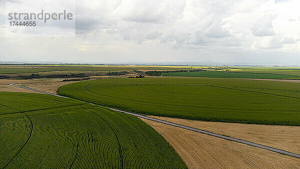 Luftaufnahme einer Landstraße  die sich zwischen grünen Maisfeldern erstreckt