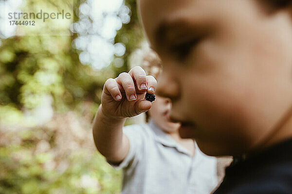 Junge zeigt männlichem Freund im Wald Insekt