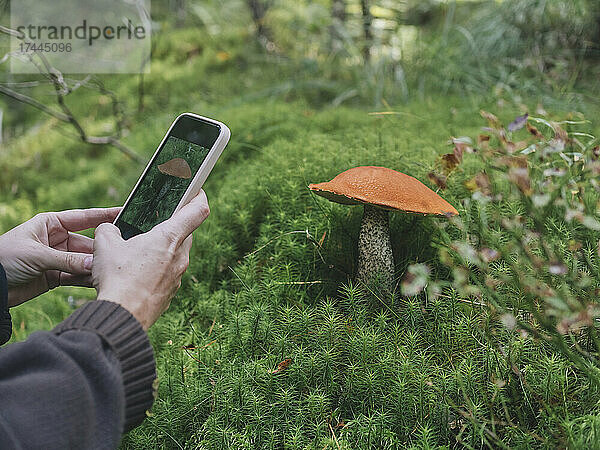 Woman photographing Leccinum Aurantiacum mushroom in forest