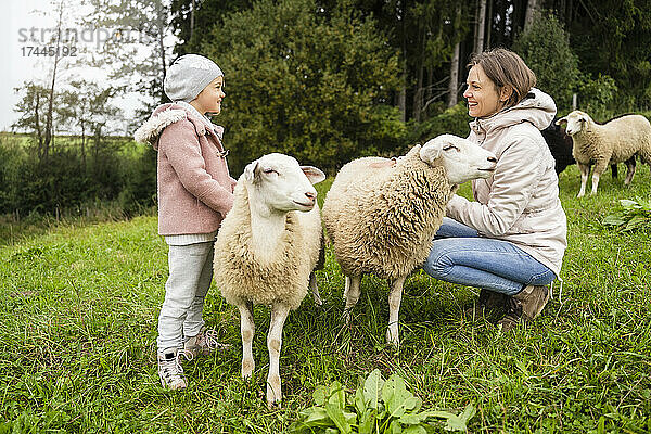 Lächelnde Mutter und Tochter mit Schafen  die einander auf dem Bauernhof anschauen