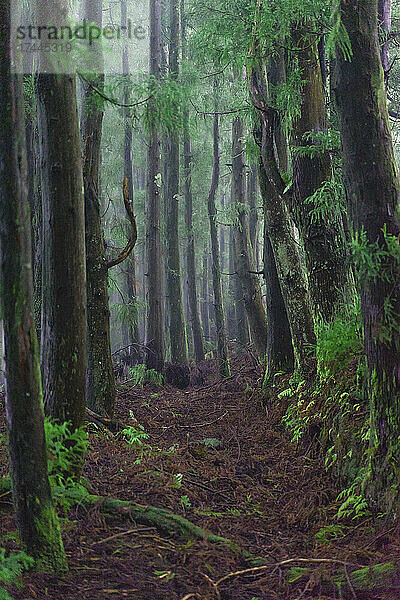 Der Weg vorwärts zum Wald