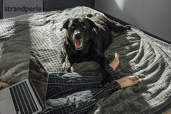 Labrador Retriever schaut Mann mit Laptop im Bett an