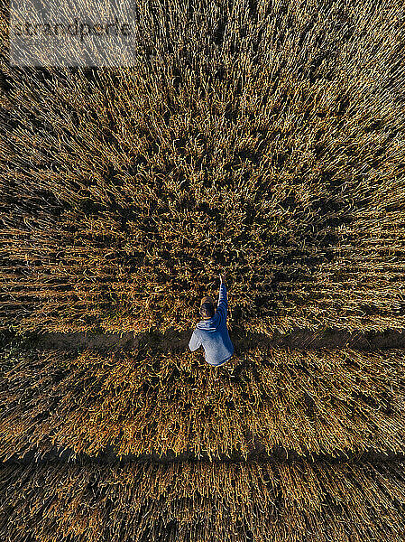Mann kontrolliert Roggenernte auf landwirtschaftlichem Feld bei Sonnenuntergang