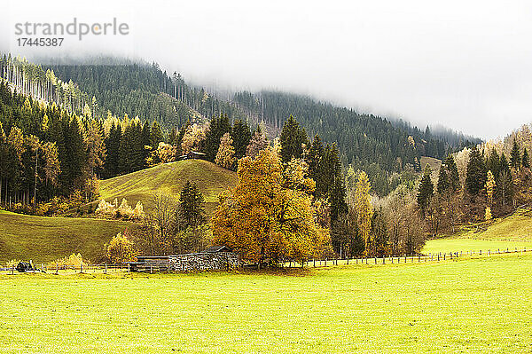 Herbstweide im Ennstal mit bewaldetem Bergrücken im Hintergrund