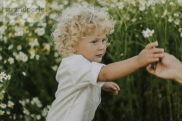 Blonder Junge nimmt Mutter auf dem Blumenfeld Blumen ab