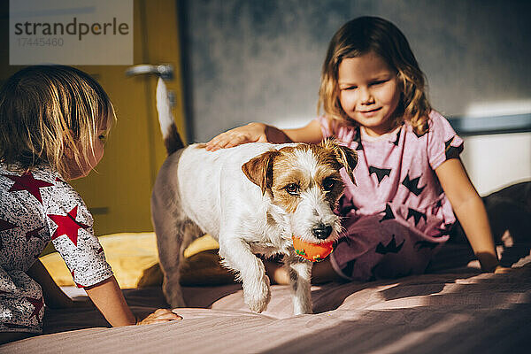 Lächelndes Mädchen streichelt Jack Russell Terrier auf dem Bett