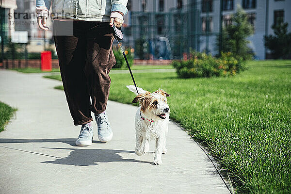 Frau mit Jack Russell Terrier geht im Park spazieren