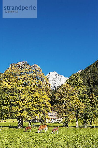 Österreich  Steiermark  Ramsau am Dachstein  Rinder grasen auf der Herbstweide