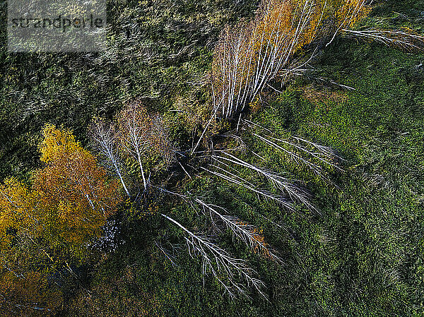 Luftaufnahme eines beschädigten Feldwindschutzes im Herbst