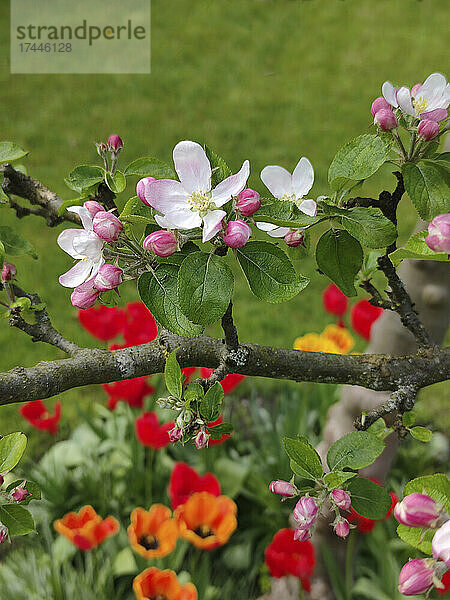 Apfelblüte  darunter Tulpen