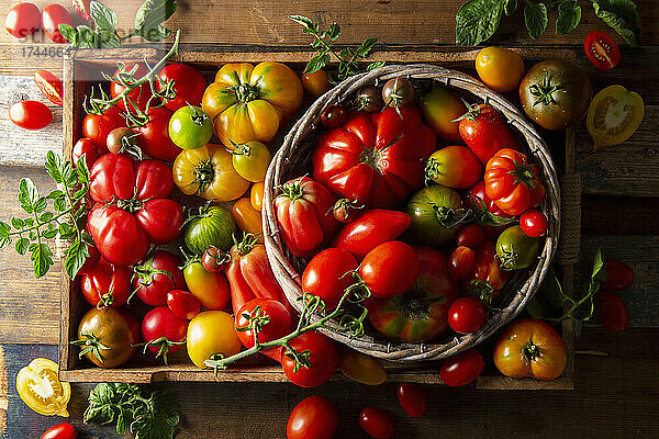 Frisch geerntete Tomaten