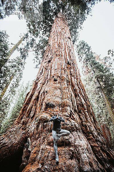 Frau praktiziert Yoga am Fuße des riesigen Sequoia Tree  Kalifornien