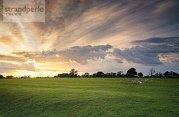Schafe grasen in der englischen Landschaft bei Sonnenuntergang  wunderschönem Himmel