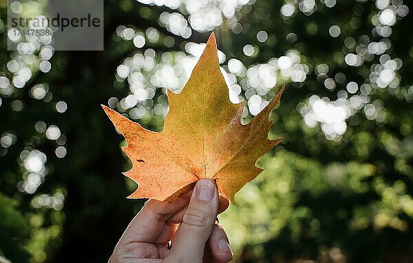 Hand hält ein Ahornblatt in goldenes Licht in einem Wald im Herbst