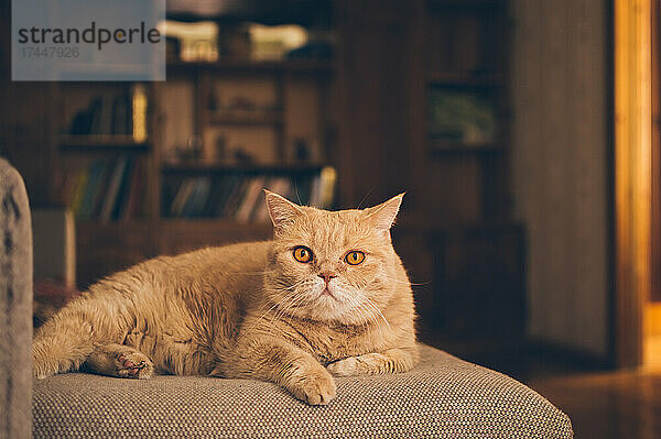 Ingwer-Kurzhaar-Perserkatze liegt auf dem Sofa vor dem Bücherregal