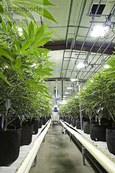Reihen von Cannabis in einem großen Indoor-Growraum