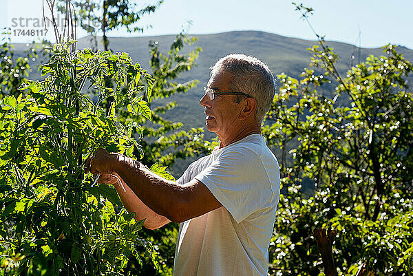 Ein älterer Mann kümmert sich um eine Tomatenpflanze
