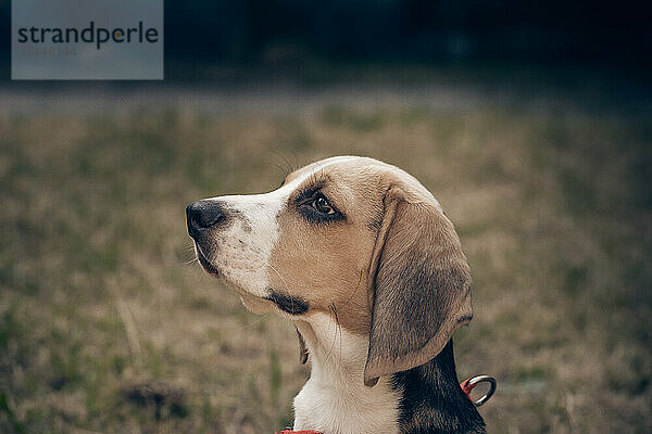 Nahaufnahme Porträt des schönen Welpen des englischen Beagle