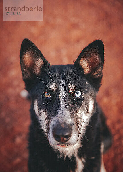 Ein Hund mit anderen Augen sieht dich an  Monument Valley  Arizona