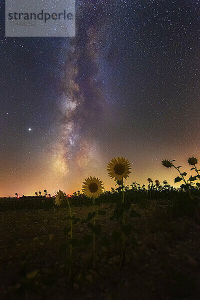 Milchstraße über Sonnenblumen  Nachtlandschaft mit Sternen