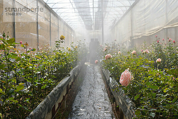 Plantagenrosen in einem Gewächshaus  Rosen blühen in einem Gewächshaus