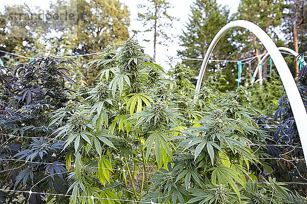 large flowering colas of cannabis strain Girl Scout Cookies
