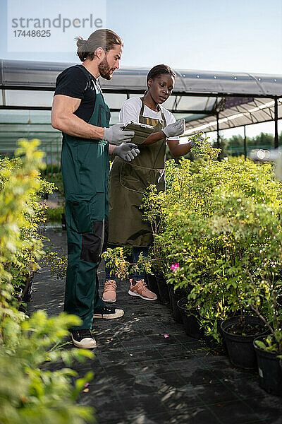 Diverse Gärtner prüfen Pflanzen in der Nähe von Gewächshaus