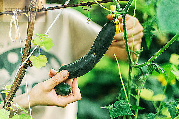 Eine Frau pflückt Gurken aus ihrem Garten