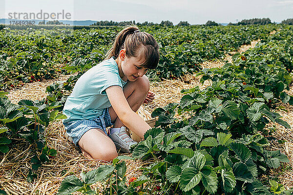 Ein Mädchen sammelt Erdbeeren von einem Busch auf einem Feld