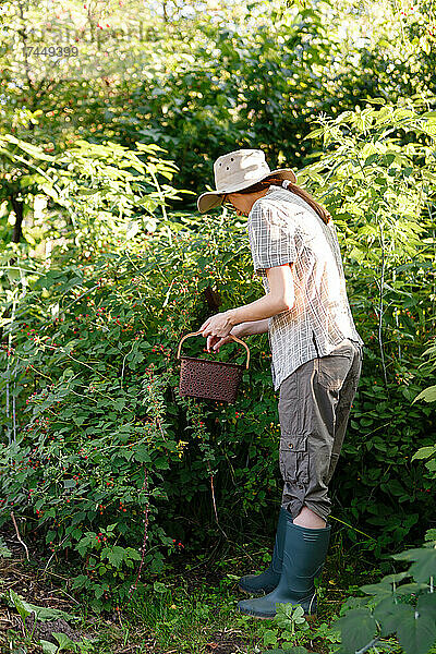 Junge Frau sammelt Beeren auf ihrem Bauernhof im Garten