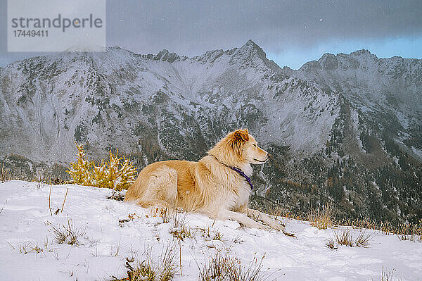 Niedlicher flauschiger Hund  der sich auf einem verschneiten Bergrücken niederlegt