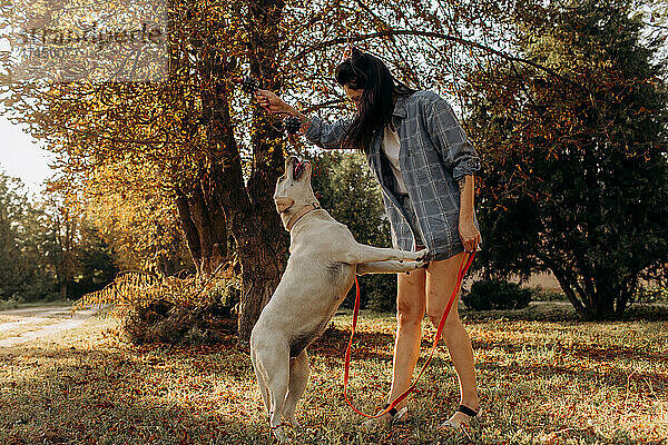 Glückliche Frau spielt draußen mit ihrem Labrador-Welpen.