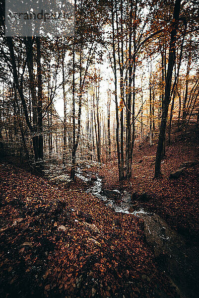 Herbstbrauner Wald mit kleinem Fluss