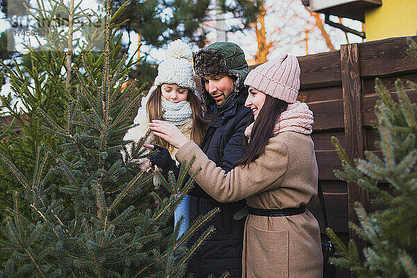 Die Familie wählt gemeinsam den Weihnachtsbaum für die Abendfeier aus