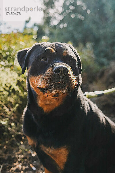 Großes Exemplar eines Rottweilers der amerikanischen Linie