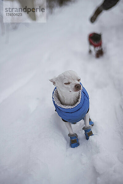 Niedlicher weißer kleiner Chihuahua in Schneejacke steht mit geschlossenen Augen da