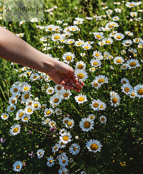 Die Hand eines Kindes pflückt ein Gänseblümchen in einem sonnigen Blumenfeld.