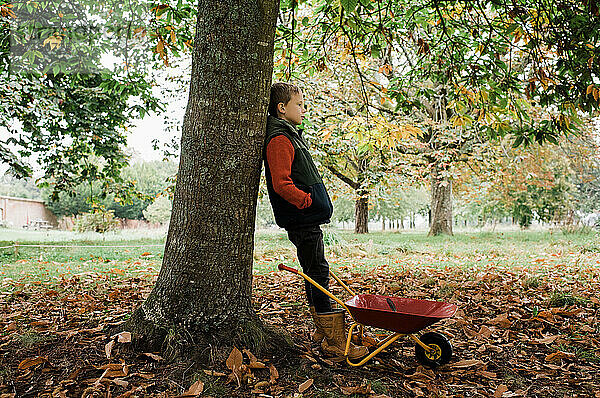 Ein Junge stand im Herbst mit einer Schubkarre auf Nahrungssuche an einem Baum