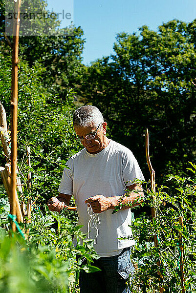 Ein Mann kümmert sich um eine Tomatenpflanze