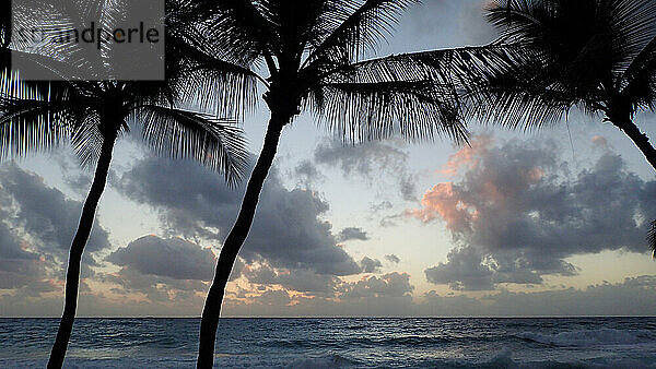 Eine Weitwinkelaufnahme von Palmen mit dem Meer im Hintergrund in der Abenddämmerung