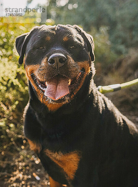 Großes Exemplar eines Rottweilers der amerikanischen Linie