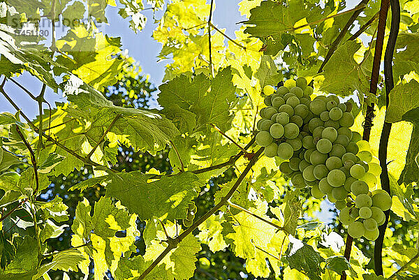 Trauben fast reif für die Ernte im Weinberg in Frankreich