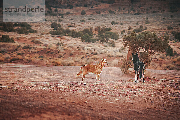 Hunde stehen im Monument Valley  Arizona